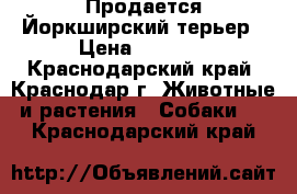 Продается Йоркширский терьер › Цена ­ 6 500 - Краснодарский край, Краснодар г. Животные и растения » Собаки   . Краснодарский край